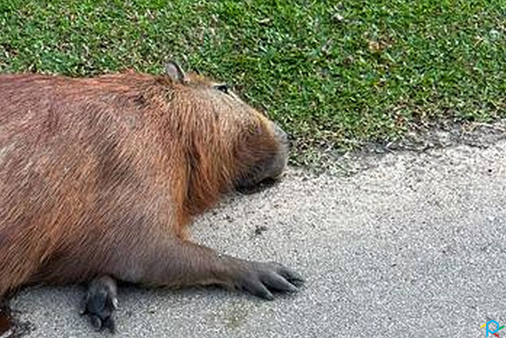 Capivara morta a tiros no Barigui estava grávida